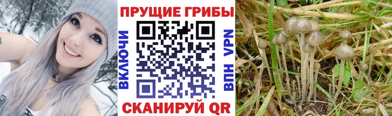 Псилоцибиновые грибы Psilocybine cubensis  Борисоглебск 